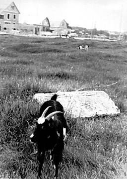 На заброшенном филимоновском   кладбище, 2003 г.