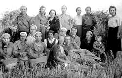 Уборка ржи в колхозе 