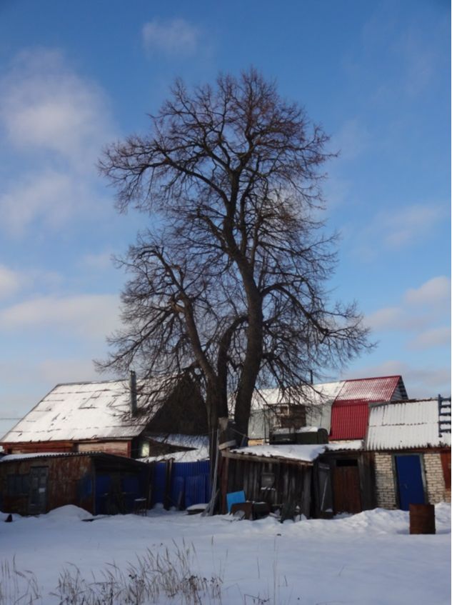 Вековые  липы на ул. Колхозная между домами 42 и 43,  44 и .45.