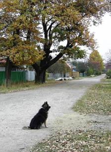 На улицах города. Фото Е.В. Жуковой. Павловский посад. Животные