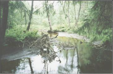 Река Вольная в районе Михаило-Архангельского урочища.